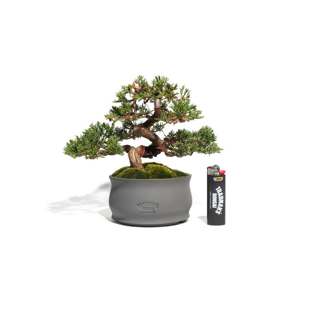 真柏　-Japanese Juniper-　（推定樹齢30年） 詳細画像